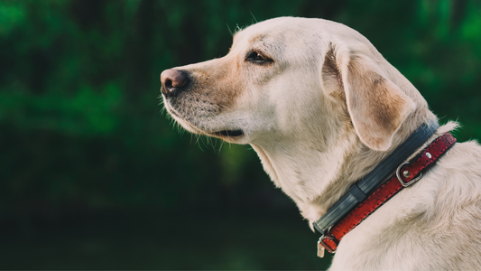petchef-vet
