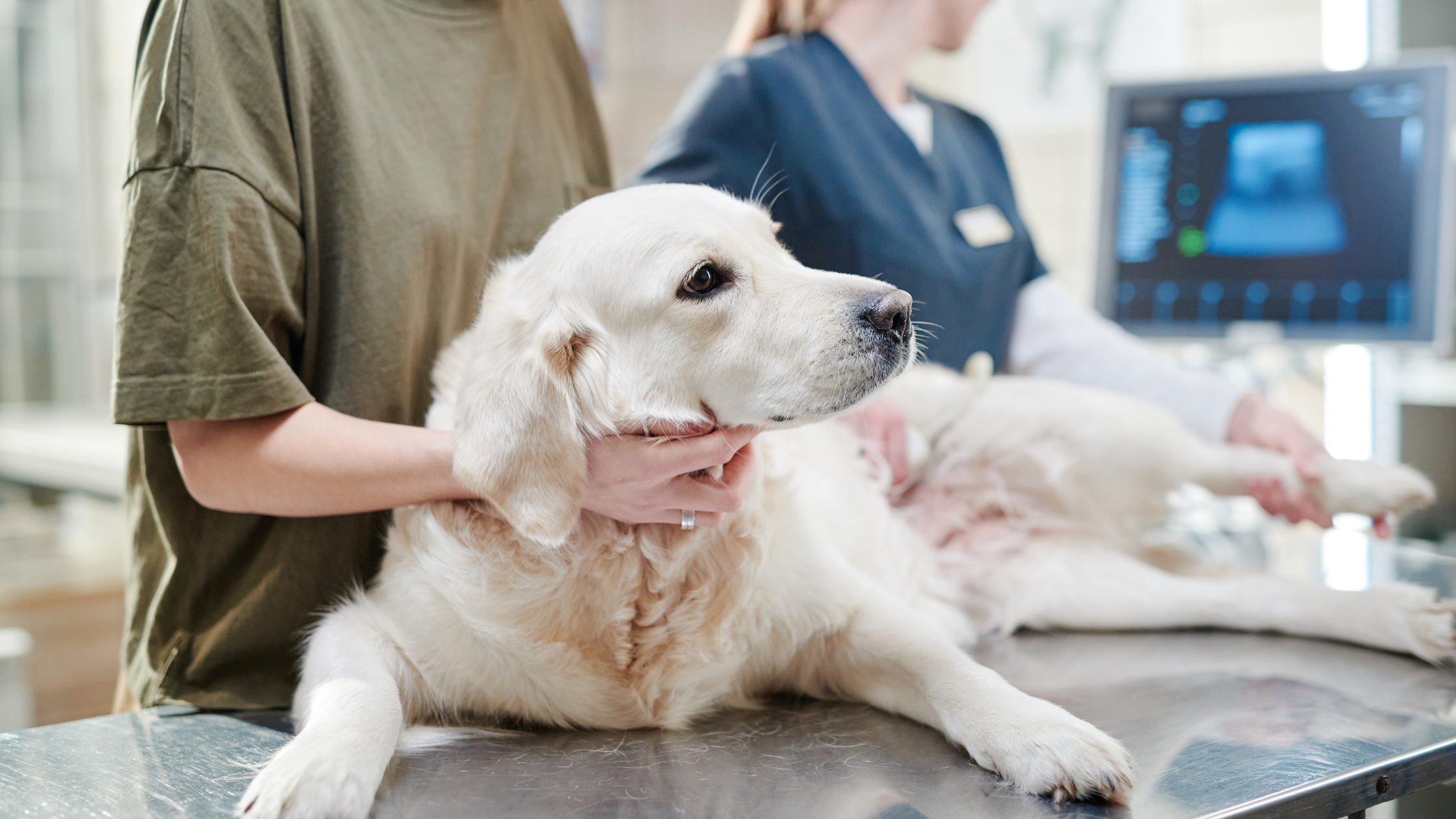 Epilepsy and dog nutrition – petchef