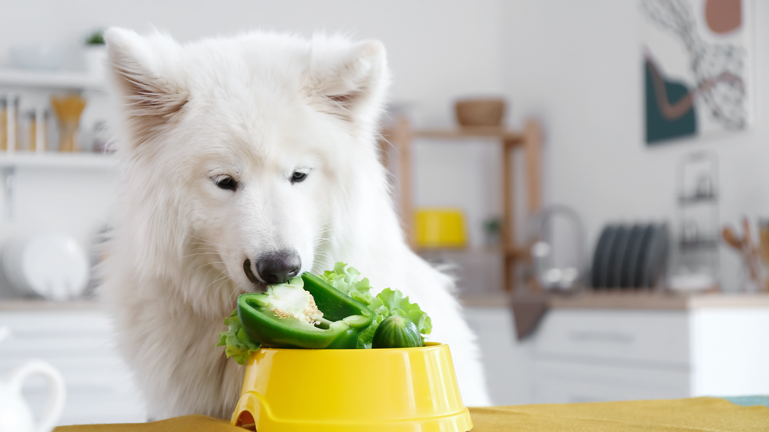 petchef - σκύλος - vegan
