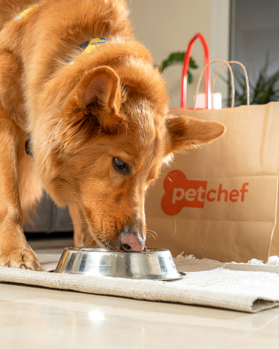 petchef_μαγειρευτο_φαγητο_για_σκυλους