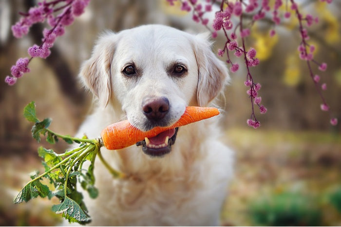 pet_chef_φρεσκο_μαγειρευτο_φαγητο_για_κατοικιδια