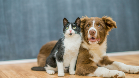 Σκύλος και γάτα: συμβουλές για καλή συμβίωση 🐶🐱