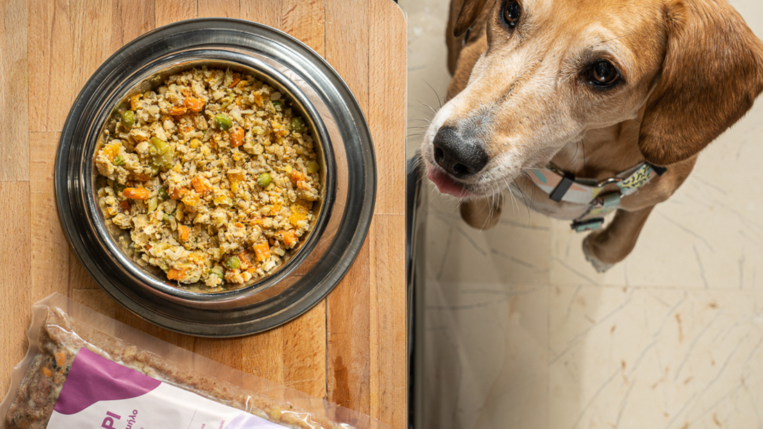 6 οφέλη του αληθινού μαγειρευτού φαγητού στον σκύλο σου
