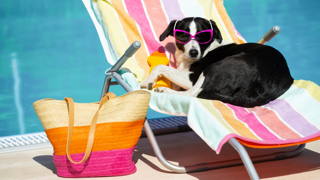 petchef-summer-travel-guide