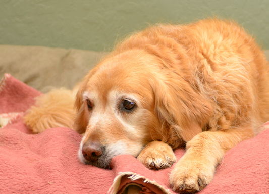 Αρθρίτιδα και διατροφή σκύλου