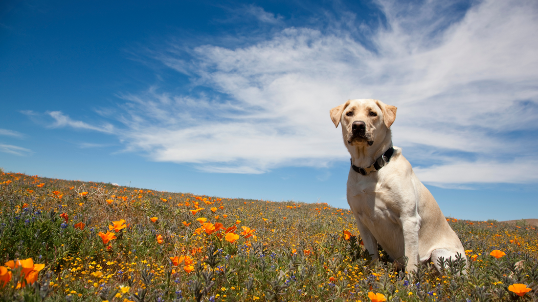 petchef-trainer-tips