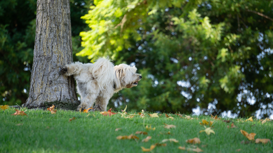 dog-pee