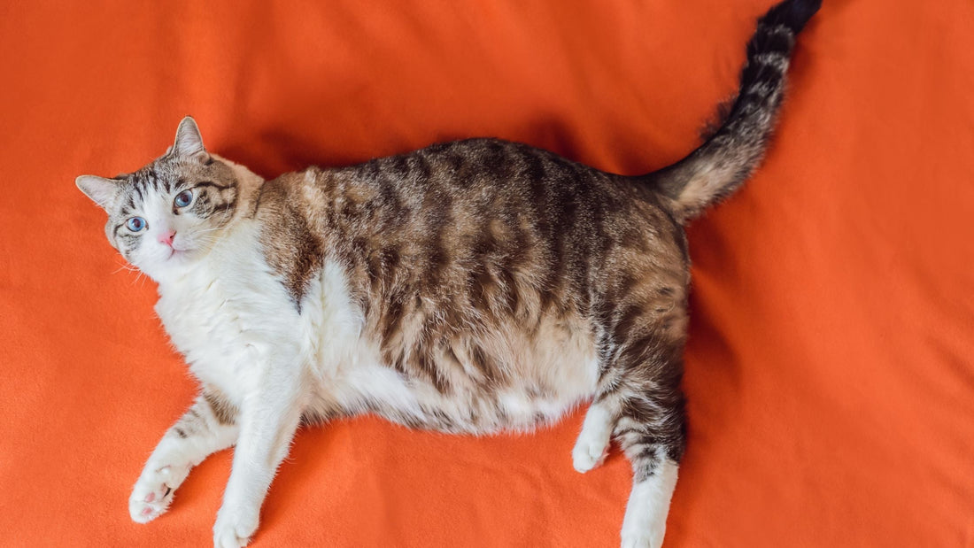 Η παχυσαρκία στις γάτες: Μια σιωπηλή απειλή για την υγεία τους και πώς η σωστή διατροφή μπορεί να βοηθήσει