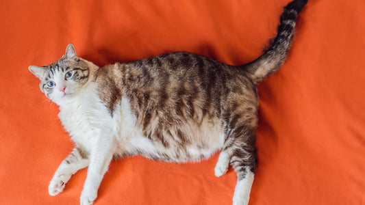 Η παχυσαρκία στις γάτες: Μια σιωπηλή απειλή για την υγεία τους και πώς η σωστή διατροφή μπορεί να βοηθήσει