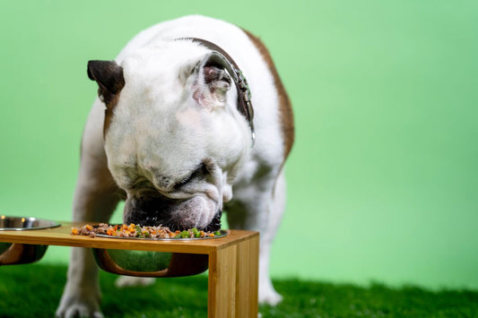 pet chef - σκύλος τρώει - πλάνο συνδρομής