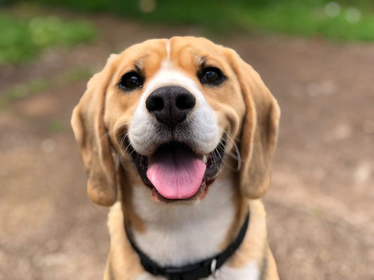 petchef-σκύλος με χαμόγελο- χαρούμενος