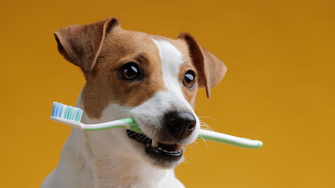 Τα δόντια του σκύλου και πώς να τα φροντίσεις